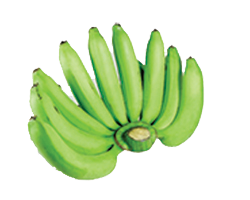 GREEN BANANA